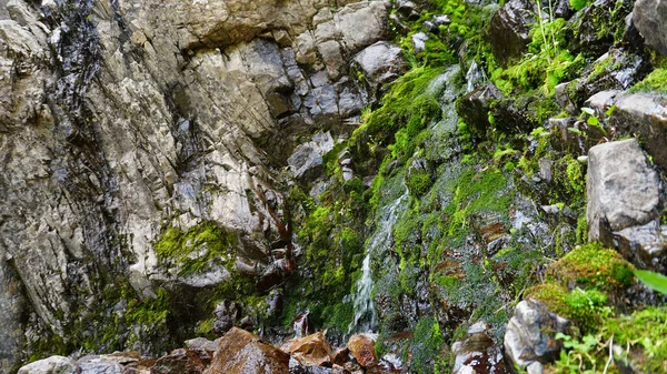 Şelale kayalarında mor çiçekler ve yosunlar.. — Stok fotoğraf