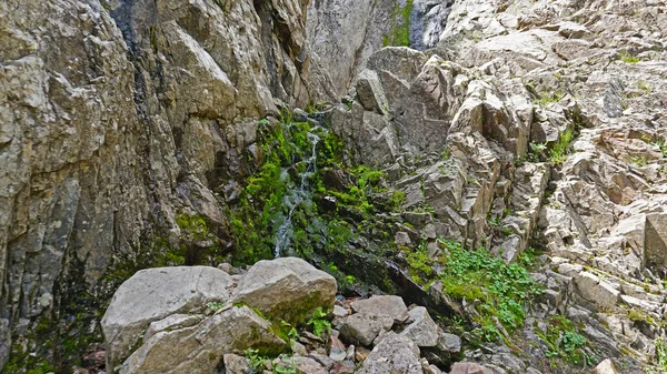 Purple flowers and moss on the rocks of waterfall. — стоковое фото