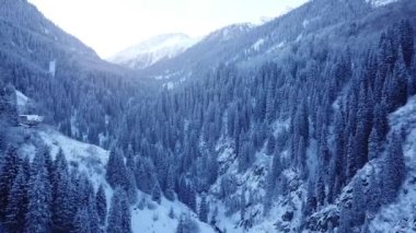 Dağlardaki uzun köknar ağaçları arasında metal köprü.