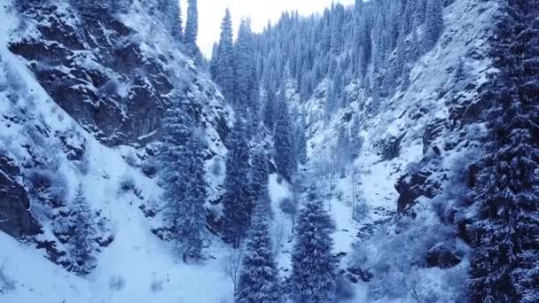 Kovový most mezi vysokými jedlemi v horách. — Stock video