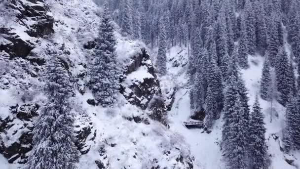 Величественное снежное ущелье с еловыми деревьями в горах — стоковое видео