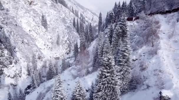 Μαγευτικό χιονισμένο φαράγγι με έλατα στα βουνά — Αρχείο Βίντεο