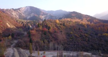 Autumn mountain forest. Top view from a drone.
