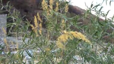 Yeşil çimenler ve taş kale manzarası