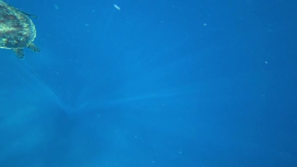 A turtle swims in the open ocean. Clear water — Stockvideo