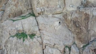Bir adam kayaya tırmanıyor. Aktif eğlence ve spor. Ekipmanlarla dağcılık. Aşırı açık hava aktiviteleri. Tamgaly TAS 'ın yüksek kayalıkları, Kazakistan. İHA 'nın üst görüntüsü. Yeşil çimen.