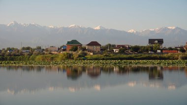 Göl suyunun ayna yüzeyi pembe nilüferler, büyük yeşil su zambakları, Trans-Ili Alatau yüksek dağları, ağaçlar ve evleri yansıtır. Ayna göleti üzerindeki güzel manzara. Almaty, Kazakistan