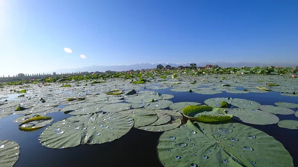 Pink Lotuses Bloomed Pond View Mountains Blue Sky Clouds Trees — Stock Photo, Image