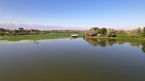 People Swim Sup Boards Pond Lotuses Top View Throne Green — Stock Photo, Image