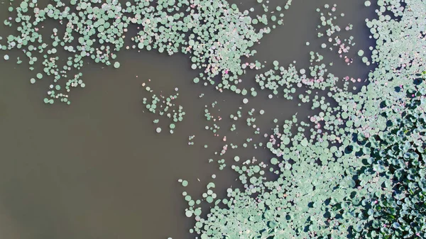 Пейзаж Розовых Лотосов Озере Белые Розовые Цветы Цветут Большие Зеленые — стоковое фото