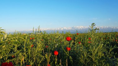 Gün batımında haşhaş tarlaları. Yeşil saplı kırmızı çiçekler, büyük tarlalar. Parlak güneş ışınları. Gün batımına yakın. Büyük çiçek tomurcukları. Mavi gökyüzü ve beyaz bulutlar. Karla kaplı dağlar görülebilir. Yol.