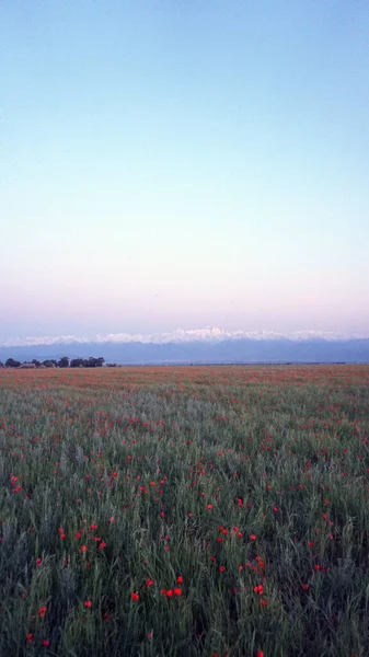 Campos Papoula Vermelha Com Vista Para Montanhas Nevadas Trans Ili — Fotografia de Stock