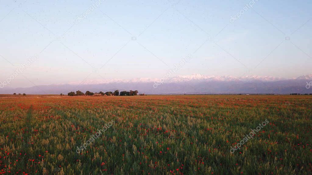 Red poppy fields with a view of the snowy mountains of the Trans-Ili Alatau. Green fields and peaks at sunset. Clear blue sky, pink light from the sun. A huge field of red flowers near city of Almaty
