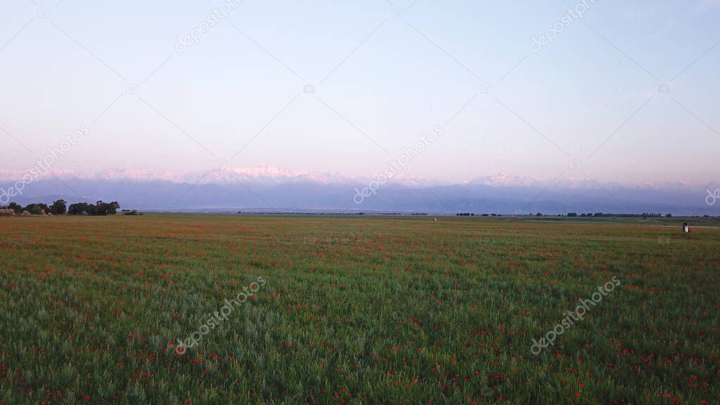 Red poppy fields with a view of the snowy mountains of the Trans-Ili Alatau. Green fields and peaks at sunset. Clear blue sky, pink light from the sun. A huge field of red flowers near city of Almaty