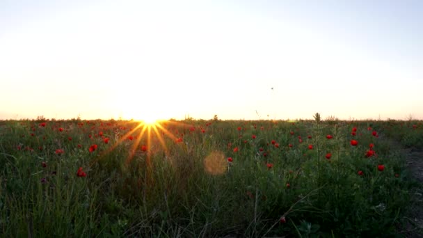日没のケシ畑の時間経過 緑の茎を持つ赤い花 巨大なフィールド 明るい太陽光線 日没に近い 大きな花芽 青空と白い雲 雪に覆われた山々が見える — ストック動画