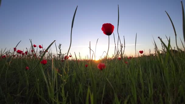 Проміжок Часу Макового Поля Заході Сонця Червоні Квіти Зеленими Стеблами — стокове відео