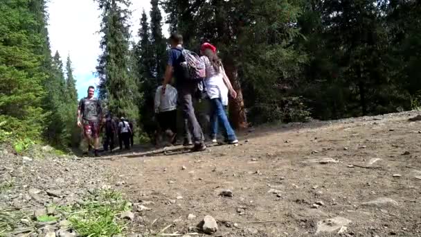 Guy Backpack Walking Forest Area Hiking Forest Trail Green Grass — Stock Video