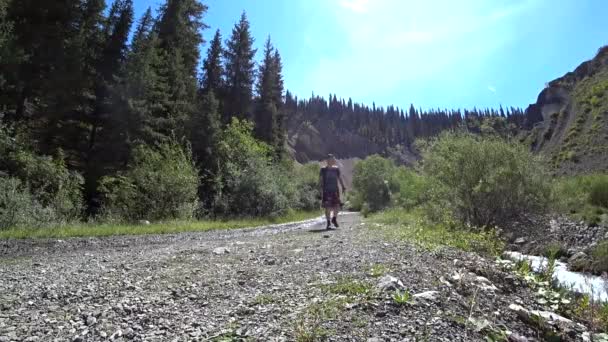 リュックを持った男が森の中を歩いている 森の小道をハイキング 緑の芝生 針葉樹の木 および岩が場所で成長します 白い雲と青空 観光客がいます 野外活動 — ストック動画