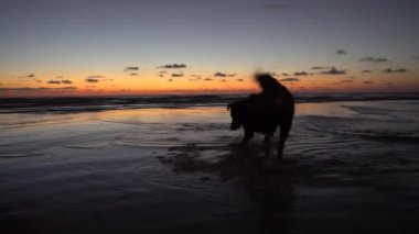 Köpek Koh Chang adasının kıyısında balık yakalar. Akıllı bir köpek balığı bekler ve suya atlayıp üzerine atlar. Gün batımı, turuncu gökyüzü. Restoranlardan gelen ışıklar suya yansıyor. Tayland.