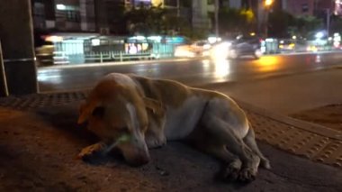 Köpek yolun yanında uzanıyor. Arabalar geçiyor. Yorgun, evsiz bir köpek. Nazik gözler. Uyumaya çalışıyorum, mucize bekliyorum. İnsanlar geçip gidiyor. Gece şehri. Lambalar, makineler ve mototsiklov 'un ışığı.