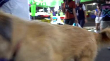 Şehirde iyi bir sokak köpeği. Köpeği besliyorum. Aydınlık, güvenen insanlar bana umut dolu gözlerle bakıyor. İnsanlar geçiyor, hayvan yemek istiyor. Köpeğe kendi ellerimle yemek verdim. İnsanlık için umut.
