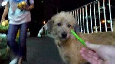 Şehirde iyi bir sokak köpeği. Köpeği besliyorum. Aydınlık, güvenen insanlar bana umut dolu gözlerle bakıyor. İnsanlar geçiyor, hayvan yemek istiyor. Köpeğe kendi ellerimle yemek verdim. İnsanlık için umut.
