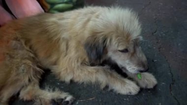Şehirde iyi bir sokak köpeği. Köpeği besliyorum. Aydınlık, güvenen insanlar bana umut dolu gözlerle bakıyor. İnsanlar geçiyor, hayvan yemek istiyor. Köpeğe kendi ellerimle yemek verdim. İnsanlık için umut.