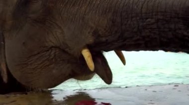 Bir kız küçük bir fili yapraklarla besler. Koh Chang adasının plajı. Bagaj, dil, fildişi ve kameraya yakın nazik gözler. Kırmızı yaprakları yiyor. Suda bir fil duruyor. Tayland