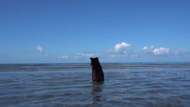 这只狗坐在海里欣赏风景 蓝天和白云的景色 高昌岛 人们游泳 在海滩附近清澈的水里放松 狗等着看 — 图库视频影像