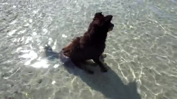 Собака Сидить Морі Захоплюється Краєвидом Вид Океан Блакитне Небо Білі — стокове відео