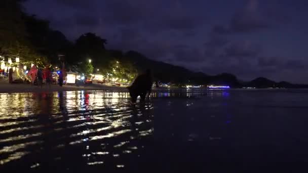 狗在高昌岛的海岸捕到鱼 聪明的狗在水里等鱼 然后猛扑上去 橙色的天空 餐厅的灯光反映在水中 — 图库视频影像