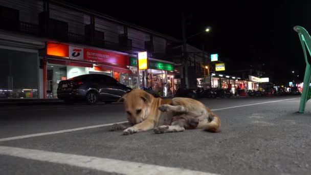 Perro Está Tirado Lado Carretera Pasan Los Coches Perro Cansado — Vídeo de stock