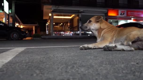 Собака Лежить Поруч Дорогою Автомобілі Проходять Повз Втомлений Безпритульний Собака — стокове відео