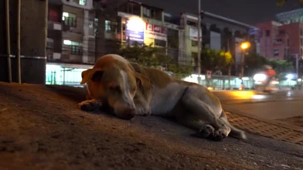 Σκύλος Είναι Ξαπλωμένος Δίπλα Στο Δρόμο Περνάνε Αυτοκίνητα Ένα Κουρασμένο — Αρχείο Βίντεο