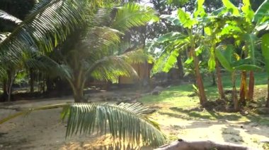 Yeşil palmiye ağaçları, hindistan cevizleri ve tropik bölgeler. Uzun ağaçlar sahilde yetişir. Sarı kum, ağaçların gölgeleri yere düşer. Şeffaf bir deniz dalgası geliyor. Tayland adasında tatil..