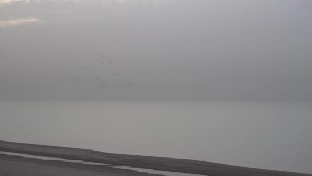 Grande Bando Pássaros Voa Amanhecer Sobre Lago Outono Chega Pássaros — Vídeo de Stock