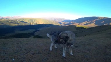 I stroke a big dog in the mountains with my hand. Beautiful brown kind eyes of a dog. The wound on the nose. He is drawn by affection. In the distance there are green hills, blue sky and forests