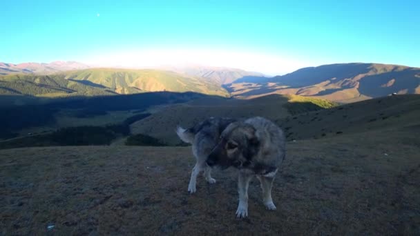 Stroke Big Dog Mountains Hand Beautiful Brown Kind Eyes Dog — Vídeo de Stock