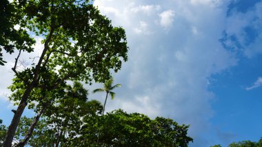 Tropikal ağaçlara ve gökyüzüne bakıyorum. Palmiye ağaçları bazı yerlerde yetişir, büyük yeşil ağaç yaprakları. Bulutlar ve mavi gökyüzü uzaktan görülebilir. Güneş ışınları dalları delip geçer.