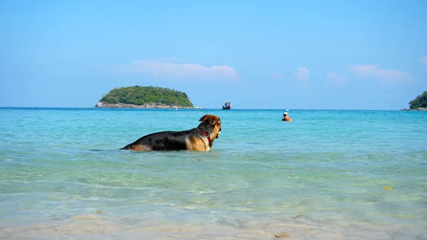 The shepherd dog holds the ball in his teeth and swims in the blue transparent sea. In the distance you can see an island covered with palm trees, clouds, a fishing boat. A man in a cap is swimming