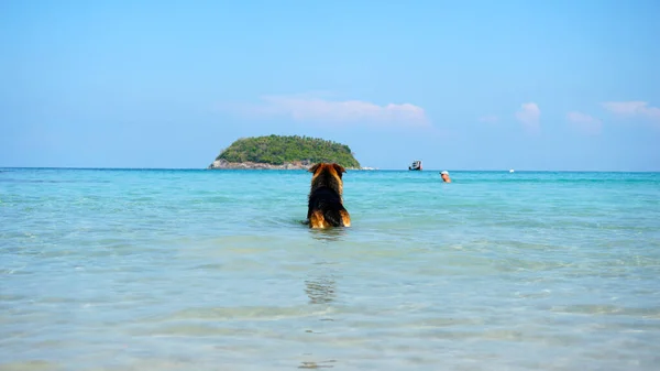 The shepherd dog holds the ball in his teeth and swims in the blue transparent sea. In the distance you can see an island covered with palm trees, clouds, a fishing boat. A man in a cap is swimming