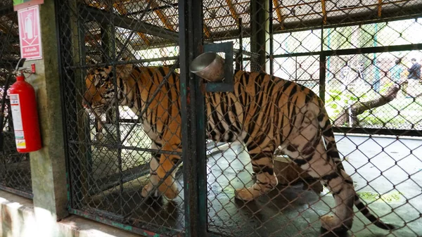 Beautiful tired tigers in the aviary. Tiger Zoo. Some tenderly play with each other, others lie, and others walk sad and tired. The tiger growls and looks at the camera through the bars. Phuket Zoo