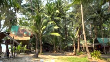 Sahilde hindistan cevizi olan kocaman yeşil palmiye ağaçları. Uzun gövdeler, yapraklı uzun dallar. Tropikal bir yer. Manzara kum, sahil, adalar ve dükkanlara açılır. Kumda bir palmiye ağacının gölgesi.