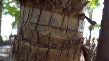 Sahilde hindistan cevizi olan kocaman yeşil palmiye ağaçları. Uzun gövdeler, yapraklı uzun dallar. Tropikal bir yer. Manzara kum, sahil, adalar ve dükkanlara açılır. Kumda bir palmiye ağacının gölgesi.