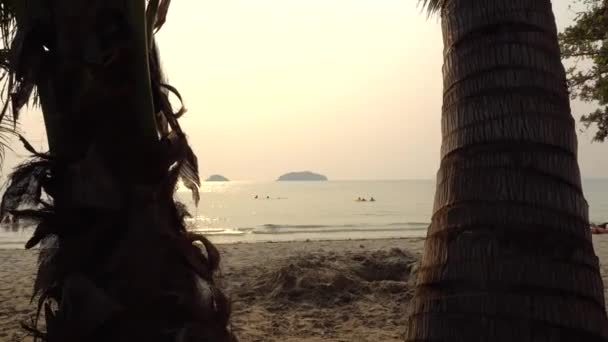 Riesige Grüne Palmen Mit Kokosnüssen Strand Hohe Stämme Lange Äste — Stockvideo