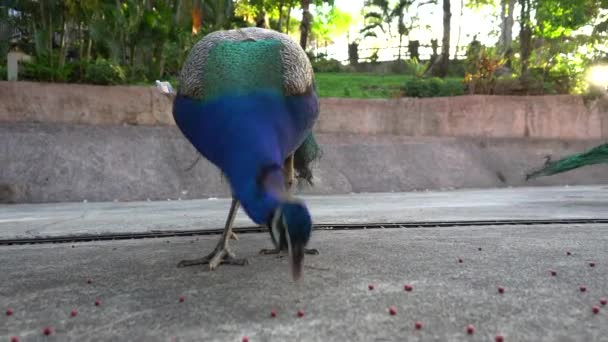 Peacock Eet Onderweg Eten Klein Gedeelte Van Het Hotel Vogels — Stockvideo