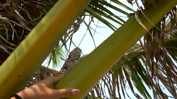 Жіноча Рука Обережно Тримає Гілку Пальмової Гілки Тінь Листя Падає — стокове відео