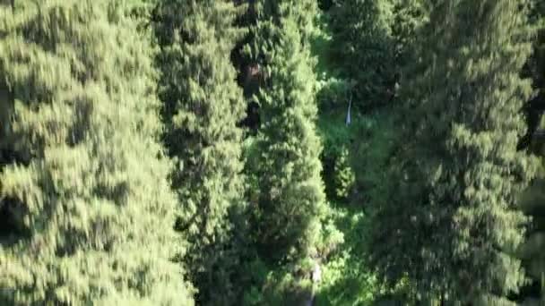 Entrada Oculta Cueva Entre Hierba Verde Arbustos Terreno Montañoso Camino — Vídeo de stock