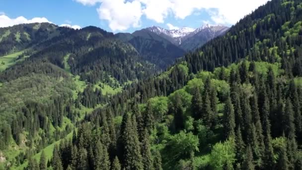 Yüksek Dağlar Yeşil Ormanla Kaplıdır Kar Zirveleri Uzaktan Görülebilir Kozalaklı — Stok video