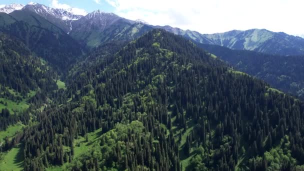 Altas Montanhas Estão Cobertas Floresta Verde Picos Neve São Visíveis — Vídeo de Stock